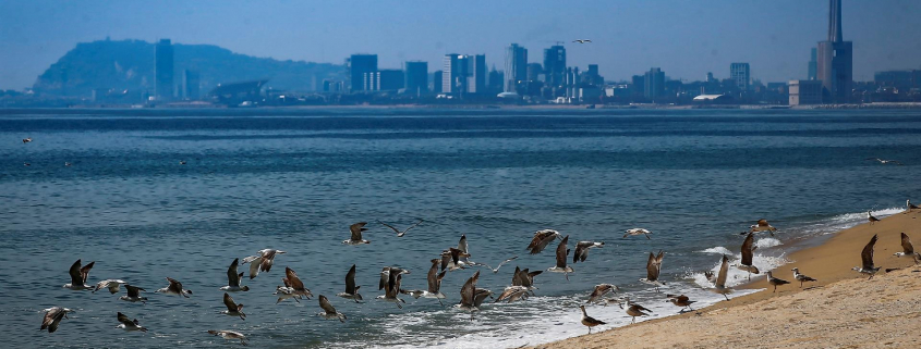Barcelona será sede mundial del World Ocean Council para impulsar la economía azul